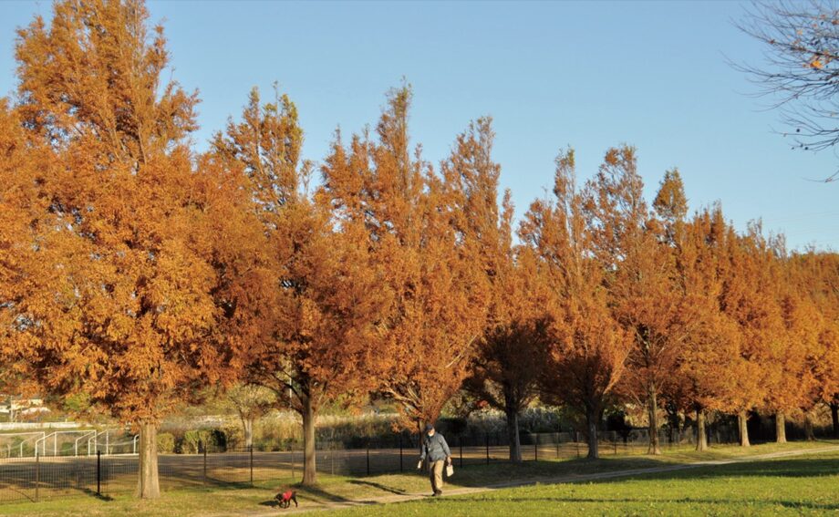 引地川親水公園で 『紅葉が見頃』～師走の空染めゆく～(藤沢市)