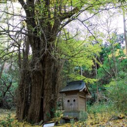 白い大蛇は地域の守り神～川崎市中原区に伝わる白ヘビ伝説～