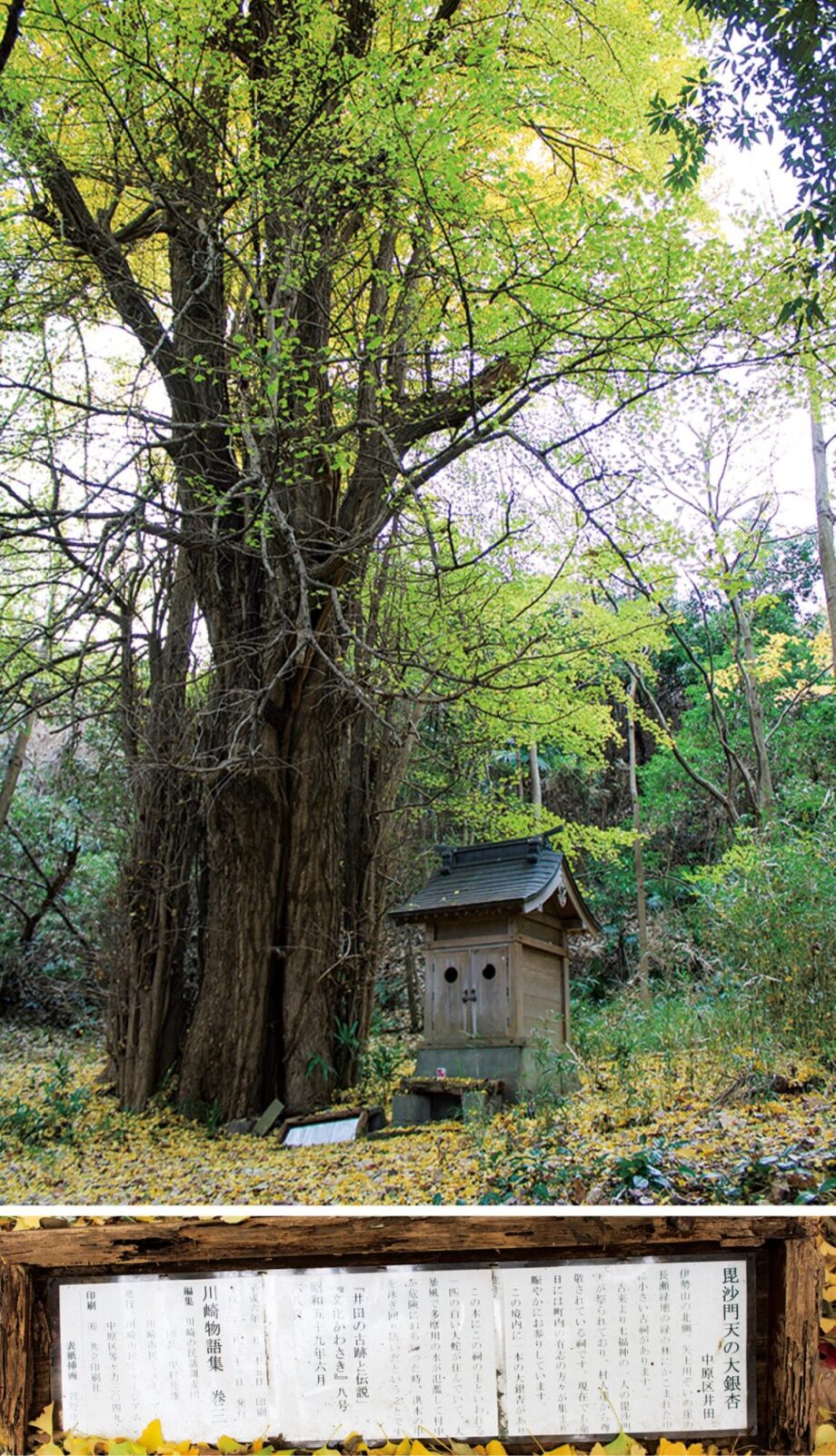 白い大蛇は地域の守り神～川崎市中原区に伝わる白ヘビ伝説～