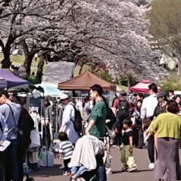 こどもの国 椿まつり 桜まつりフリマ出店者募集