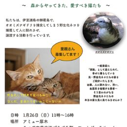 1月26日、アミューあつぎで「御蔵島の森ネコ〜森からやってきた、愛すべき猫たち〜」ボランティア募集も