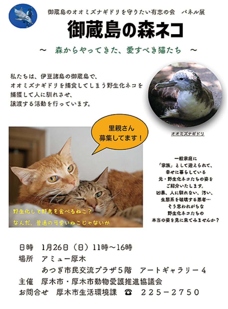 1月26日、アミューあつぎで「御蔵島の森ネコ〜森からやってきた、愛すべき猫たち〜」ボランティア募集も