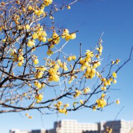 【横浜市都筑区】冬来たりなば…区内各地でロウバイ咲き始め