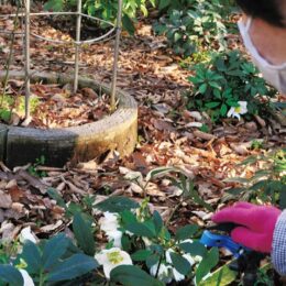 相模原麻溝公園（相模原市南区麻溝台）ではクリスマスローズが咲き始めている