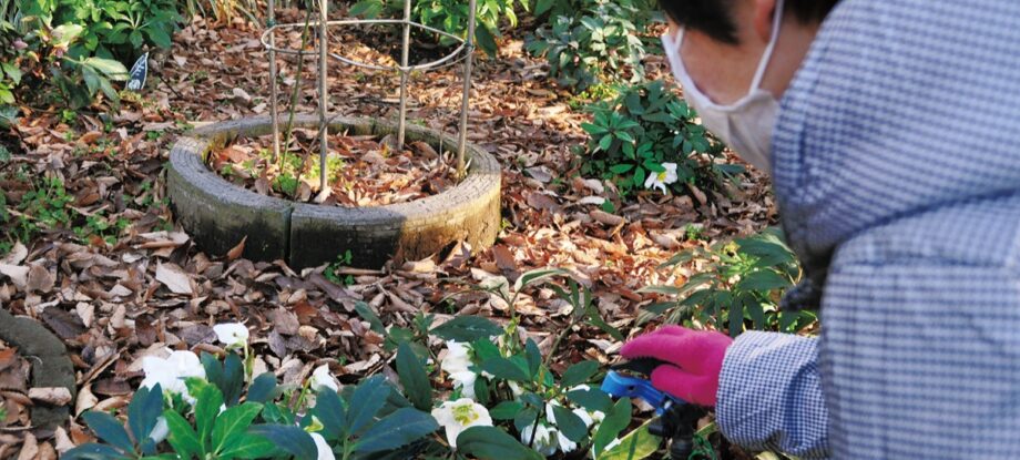 相模原麻溝公園（相模原市南区麻溝台）ではクリスマスローズが咲き始めている