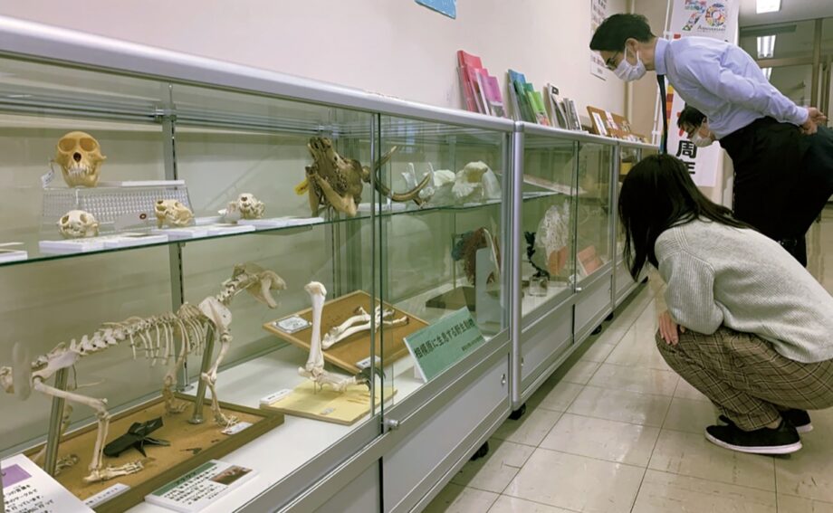 麻布大学内の「いのちの博物館」と連携～動物の骨格標本などを展示＠相模原市立図書館