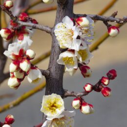 2月8日　厚木市若宮公園で梅見会 アルプホルンなど演奏も