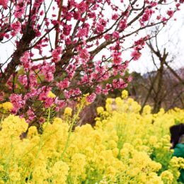 春の香り漂う「梅の花」が見ごろに＠平塚市 花菜ガーデン