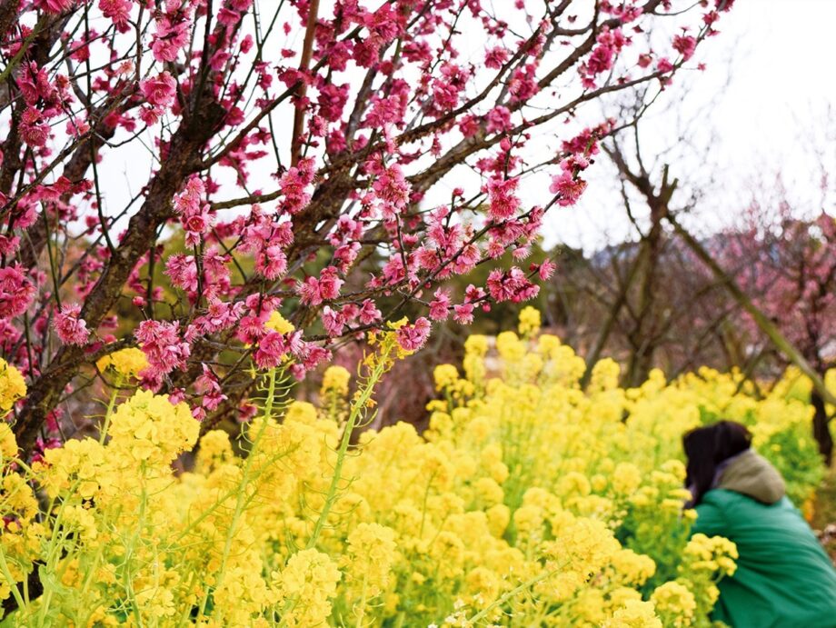 春の香り漂う「梅の花」が見ごろに＠平塚市 花菜ガーデン