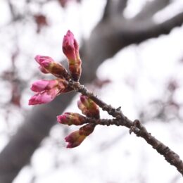 秦野・おかめ桜の定点観測2025