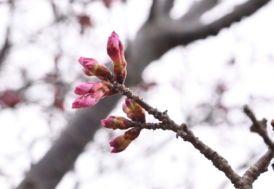 秦野・おかめ桜の定点観測2025