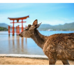 【横浜赤レンガ倉庫】外交官撮影の写真一堂に ２月５日から