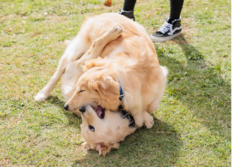 横浜市の臨港パークで愛犬と楽しむイベント「YOKOHAMA GOGO DOG PARTY 2025」2月22日から24日