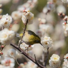 【2025年2月11日開催】春の訪れを告げる梅まつり　茅ヶ崎の梅の名所・高砂緑地で開催