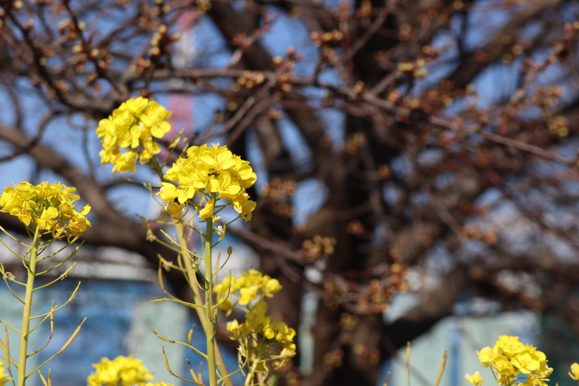 菜の花