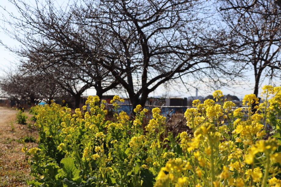 小出川沿いの桜と菜の花