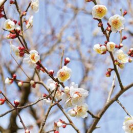 2025年２月11日～３月９日「梅園を無料開放」伊勢原市・雨岳文庫