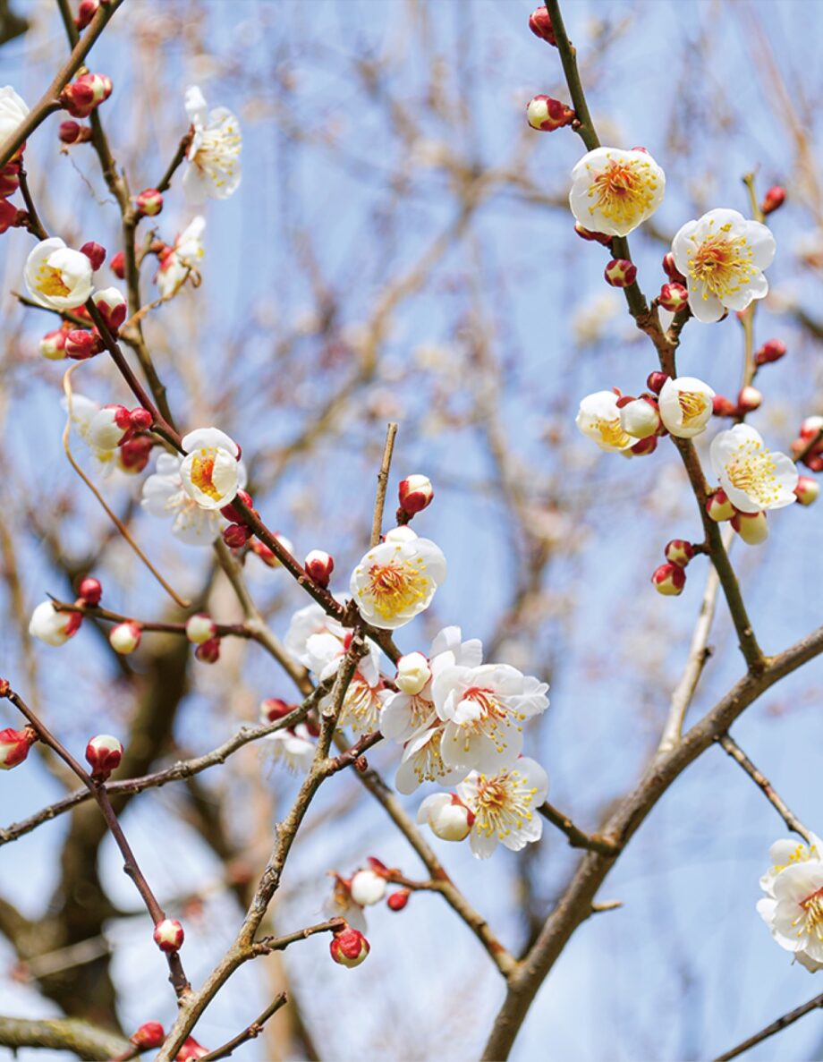 2025年２月11日～３月９日「梅園を無料開放」伊勢原市・雨岳文庫