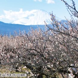 《2025年の開花は10日ほど遅め》曽我梅林と小田原城址公園で「小田原梅まつり」開催〈2月1日～24日〉