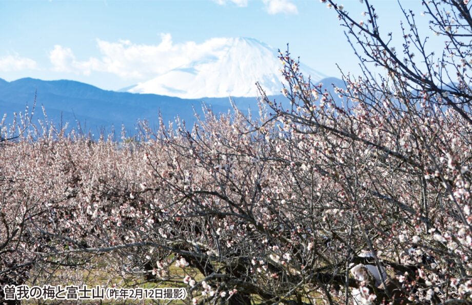 《2025年の開花は10日ほど遅め》曽我梅林と小田原城址公園で「小田原梅まつり」開催〈2月1日～24日〉