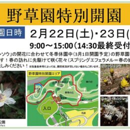 2月22日、23日　厚木市荻野運動公園で　野草園の特別開園