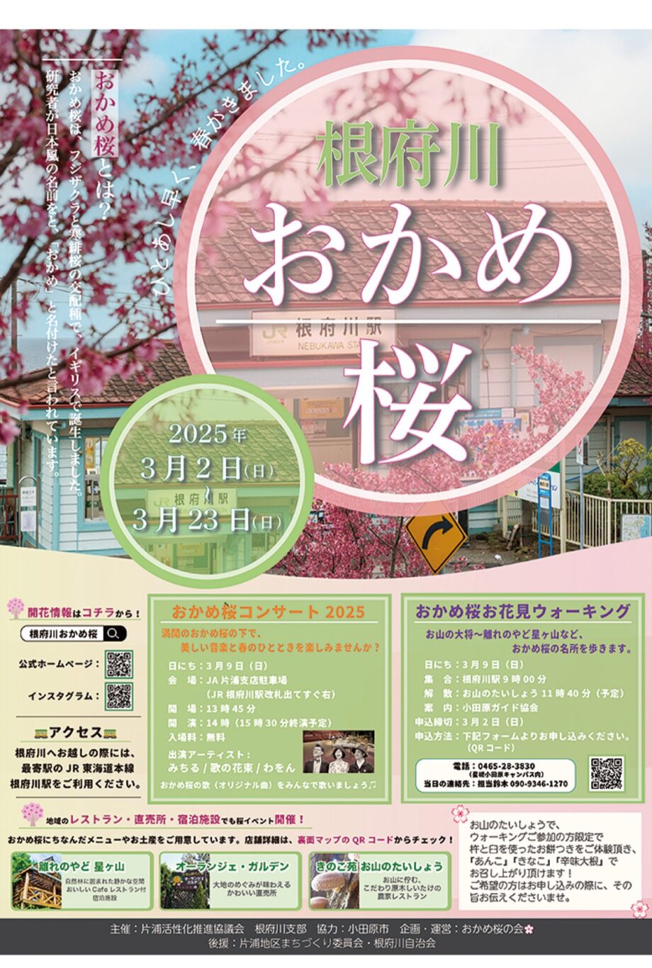 【3月2日～23日】ひとあし早い春を満喫「根府川おかめ桜」開催！コンサートやお花見ウォーキング企画も