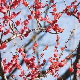 【横浜市緑区】四季の森公園で紅梅開花 見頃は「3月上〜中旬か」