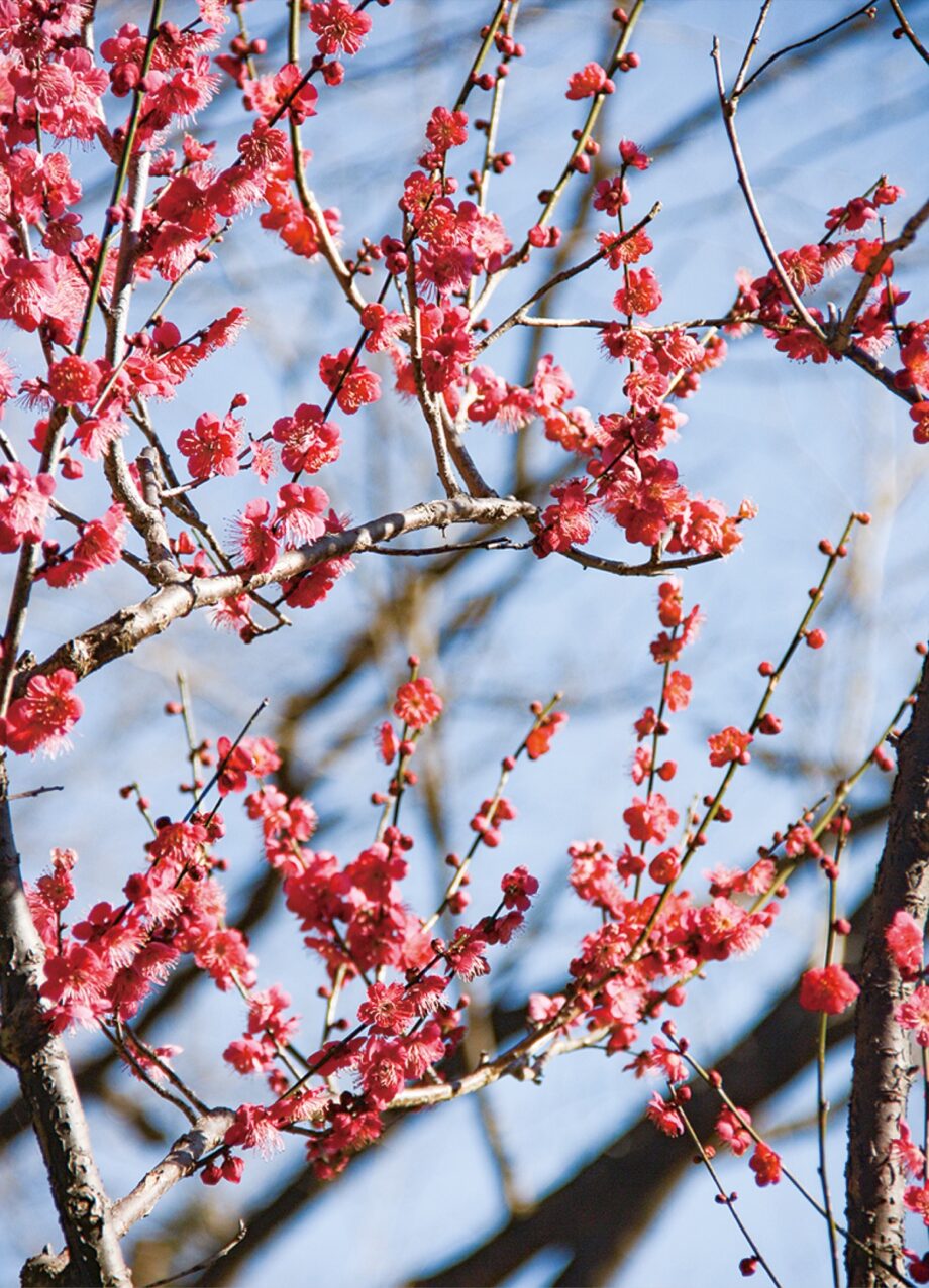 【横浜市緑区】四季の森公園で紅梅開花 見頃は「3月上〜中旬か」