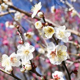 ＜川崎市中原区＞井田伊勢台公園の緑地保全地区で紅白の梅が見頃に