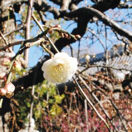 ＜蕾開き、春ふわり ＞片瀬・常立寺で「2月15日梅まつり」ライトアップは2月24日まで（藤沢市）