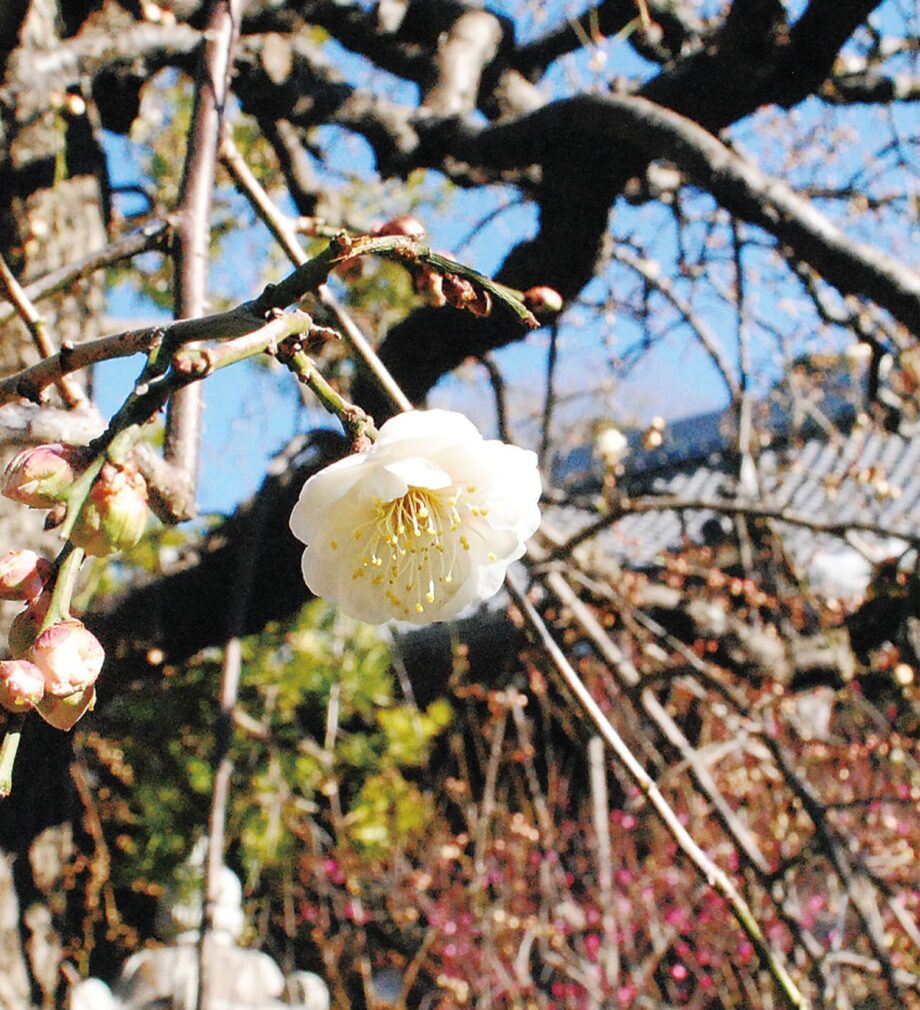 ＜蕾開き、春ふわり ＞片瀬・常立寺で「2月15日梅まつり」ライトアップは2月24日まで（藤沢市）