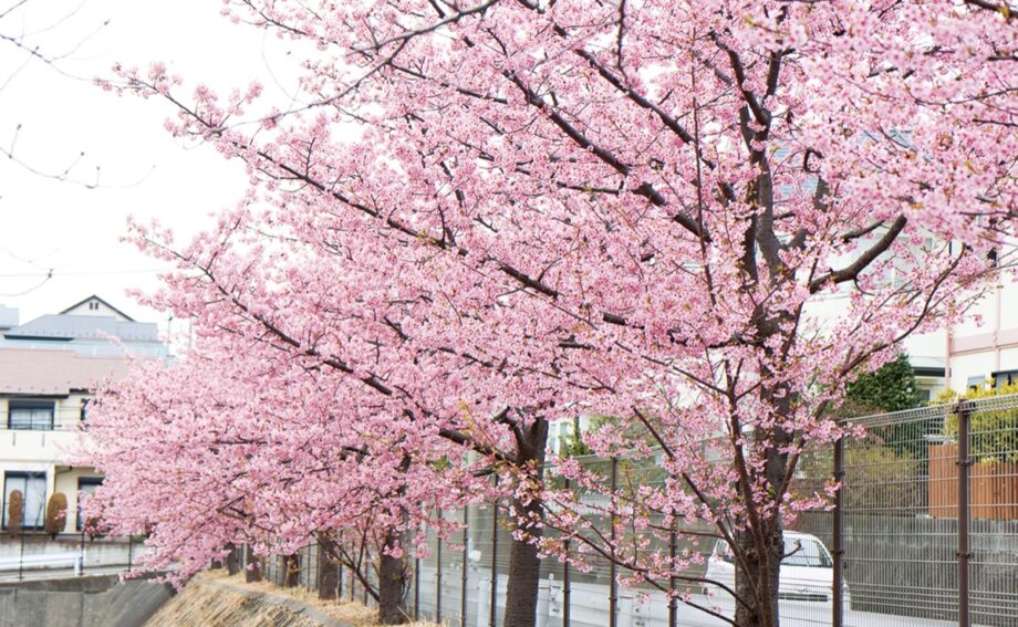 【花情報】河津桜　満開に＠横浜市泉区領家４丁目の雨水調整池周辺