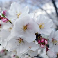 横浜市磯子区・堀割川花見会