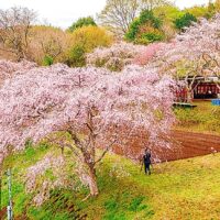 ３月22日に「まつもと滝桜お花見会」地元アーティスト演奏や夜間ライトアップも＠中井町