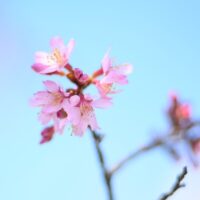 秦野・おかめ桜の定点観測2025