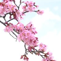 秦野・おかめ桜の定点観測2025