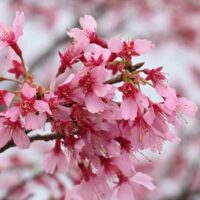 秦野・おかめ桜の定点観測2025