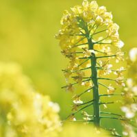 【花情報】菜の花見頃に！　3月23日「菜の花まつり」飲食・地元野菜の販売も！＠横浜市旭区　追分・矢指市民の森