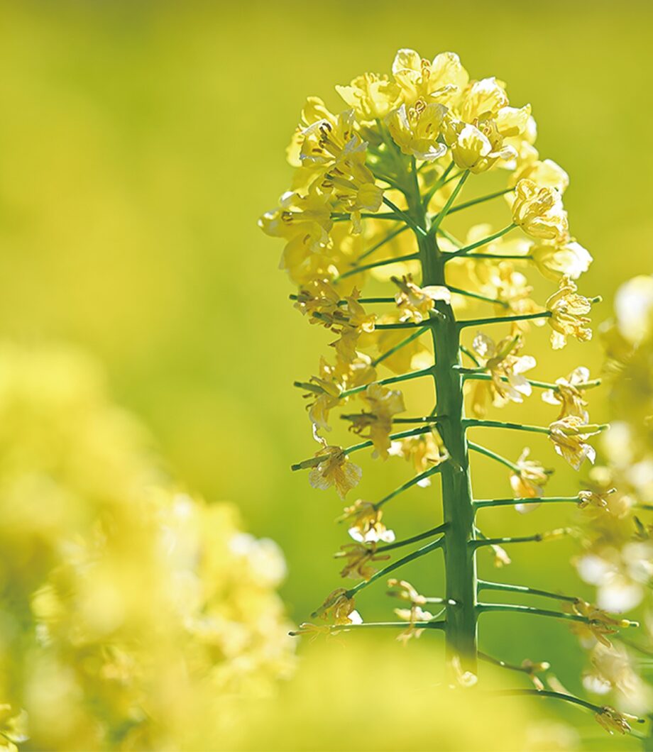 【花情報】菜の花見頃に！　3月23日「菜の花まつり」飲食・地元野菜の販売も！＠横浜市旭区　追分・矢指市民の森