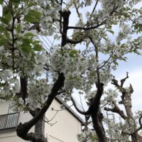 【横浜市青葉区】たまプラーザで「桜フェスティバル」3月23日まで開催中