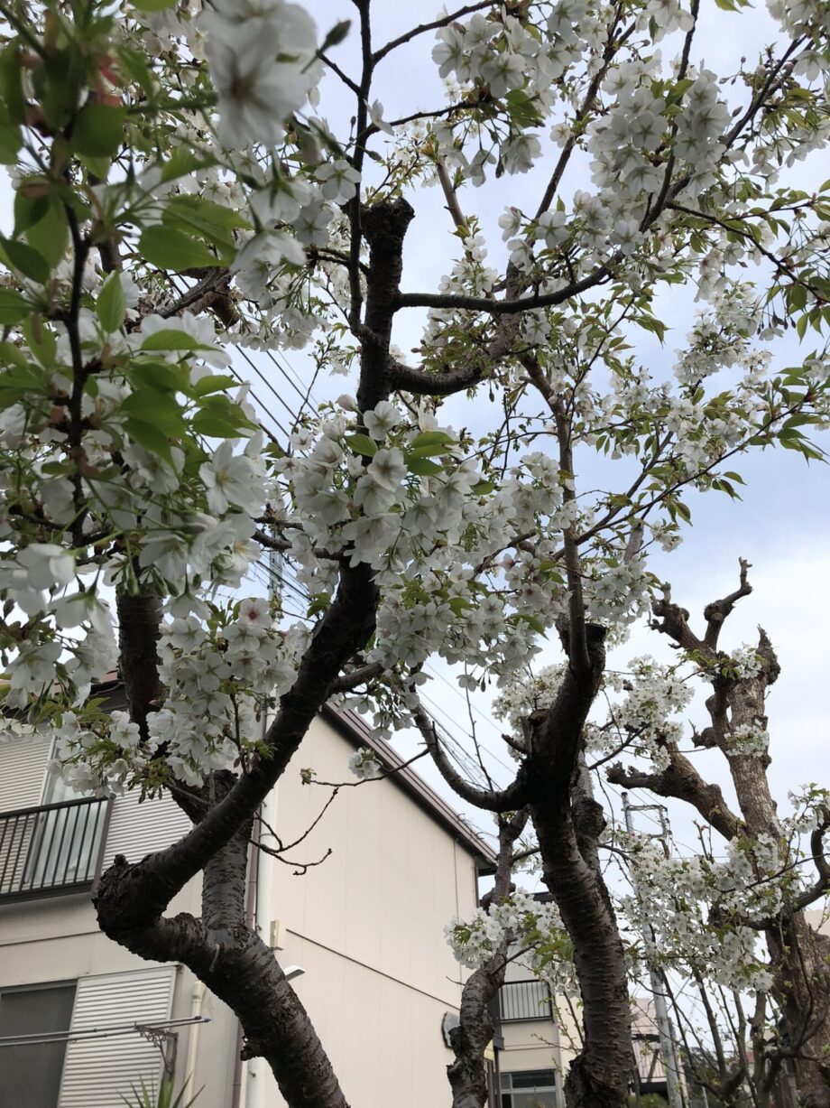 【横浜市青葉区】たまプラーザで「桜フェスティバル」3月23日まで開催中