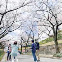 大妻女子大学は恒例の「多摩キャンパスお花見　大妻多摩さくら坂」を開催（多摩市）