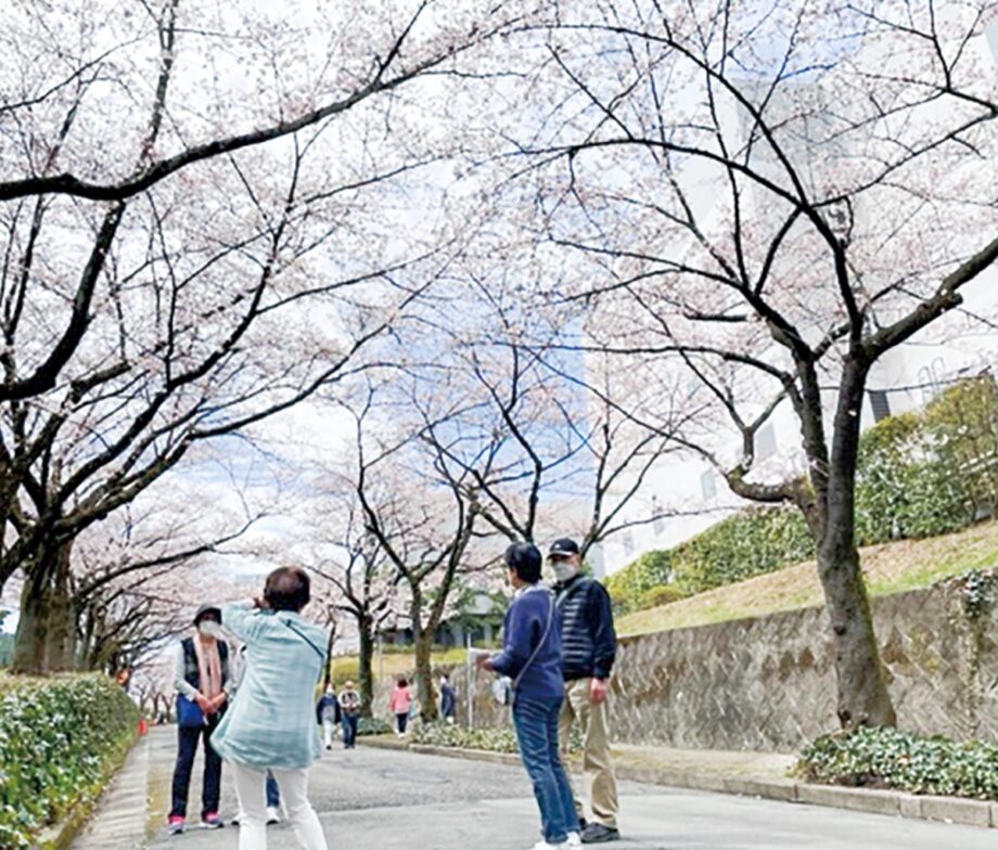 大妻女子大学は恒例の「多摩キャンパスお花見　大妻多摩さくら坂」を開催（多摩市）