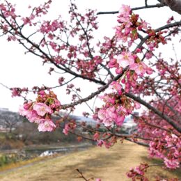 2025年も河津桜まもなく満開  厚木市の小鮎川沿いなど