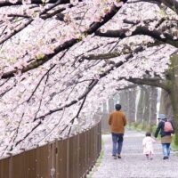 第15回「三沢川 桜・梨の花まつり」が３月22日（土）、23日（日）に開催【稲城市】