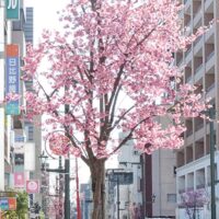 【小田原駅東口・銀座通り】ひと足早く春気分を味わって！歩道を彩る「おかめ桜」が見頃