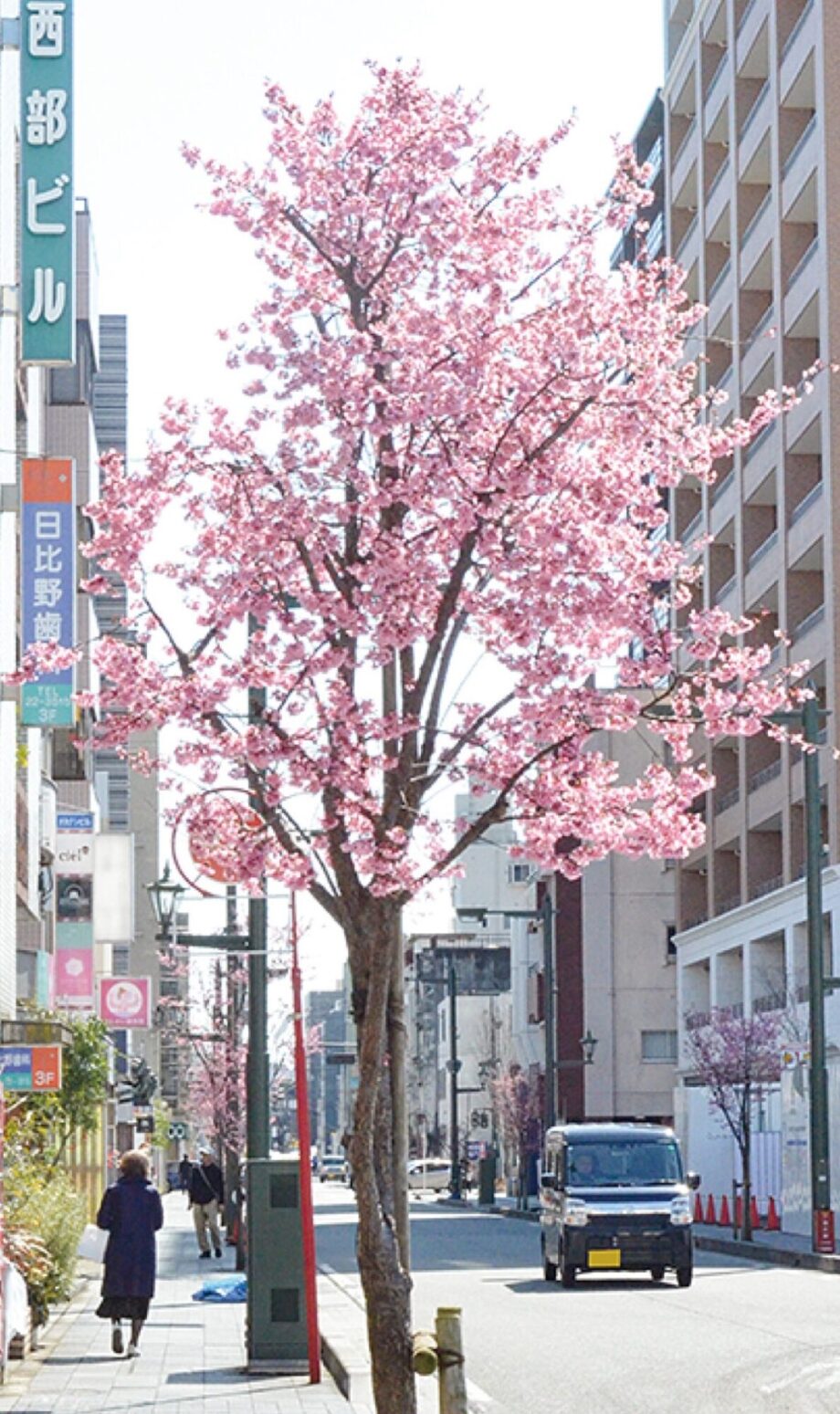 【小田原駅東口・銀座通り】ひと足早く春気分を味わって！歩道を彩る「おかめ桜」が見頃