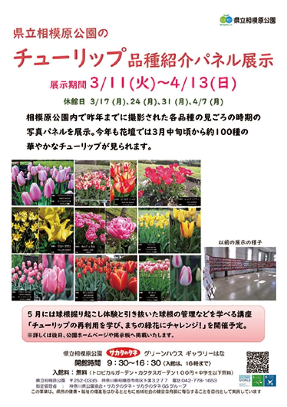 【入場無料】チューリップのパネル展が県立相模原公園（相模原市南区下溝）で開催中