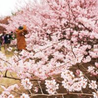 神奈川県立相模原公園（相模原市南区下溝）の桜が一足早く満開を迎えている