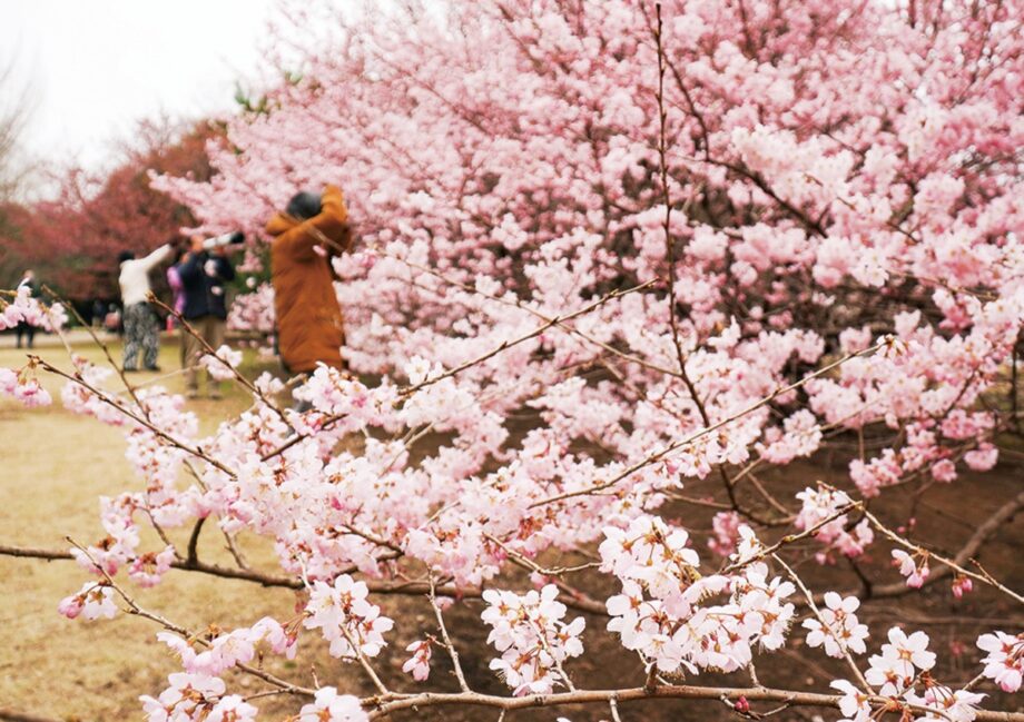 神奈川県立相模原公園（相模原市南区下溝）の桜が一足早く満開を迎えている